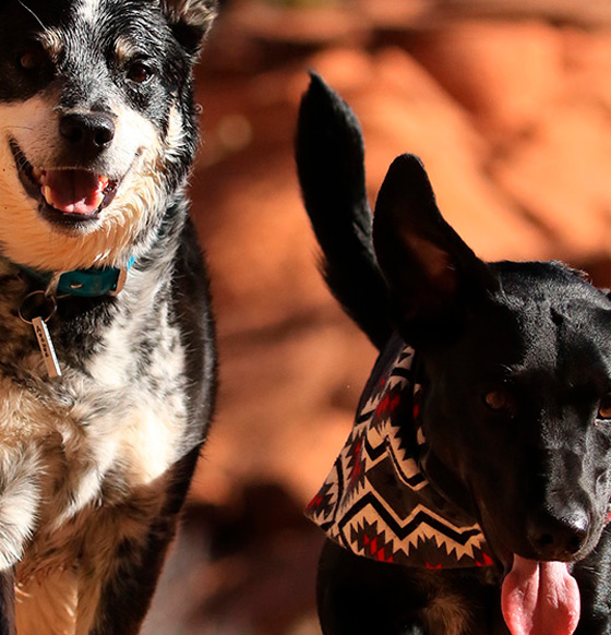 Viajar con mascotas