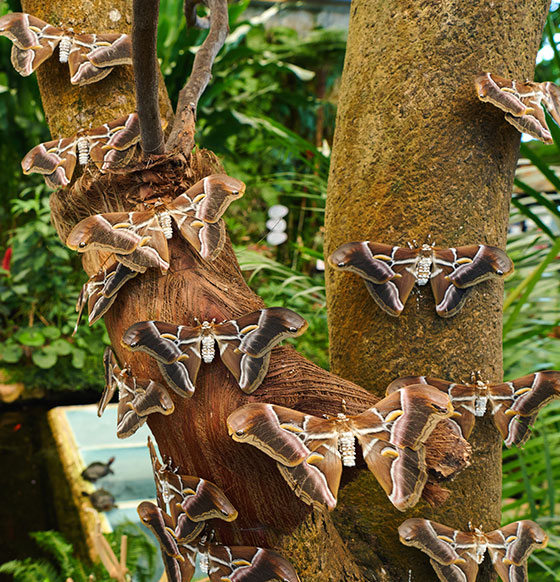 Mariposario del Drago - listado