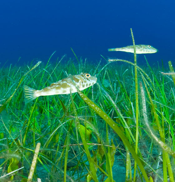 Punta Amanay Centro de Buceo - listado