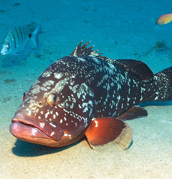 Centro de Buceo Cala Blanca - listado