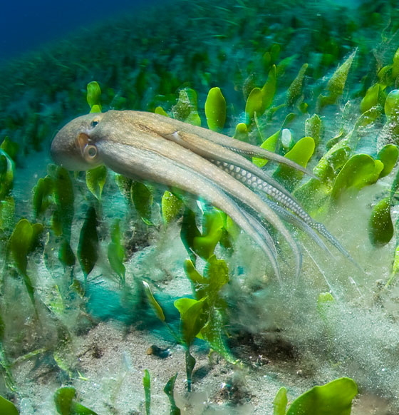 Centro de Buceo Archipielago de Chinijo - listado