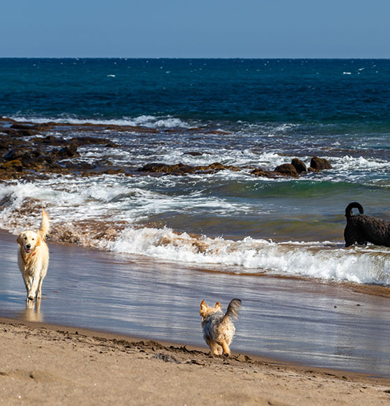 Playa de Hornos 