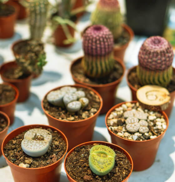 Mercado Agrario de Fuerteventura