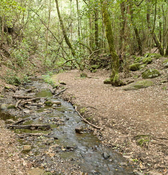 Sendero Contadero-El Cedro
