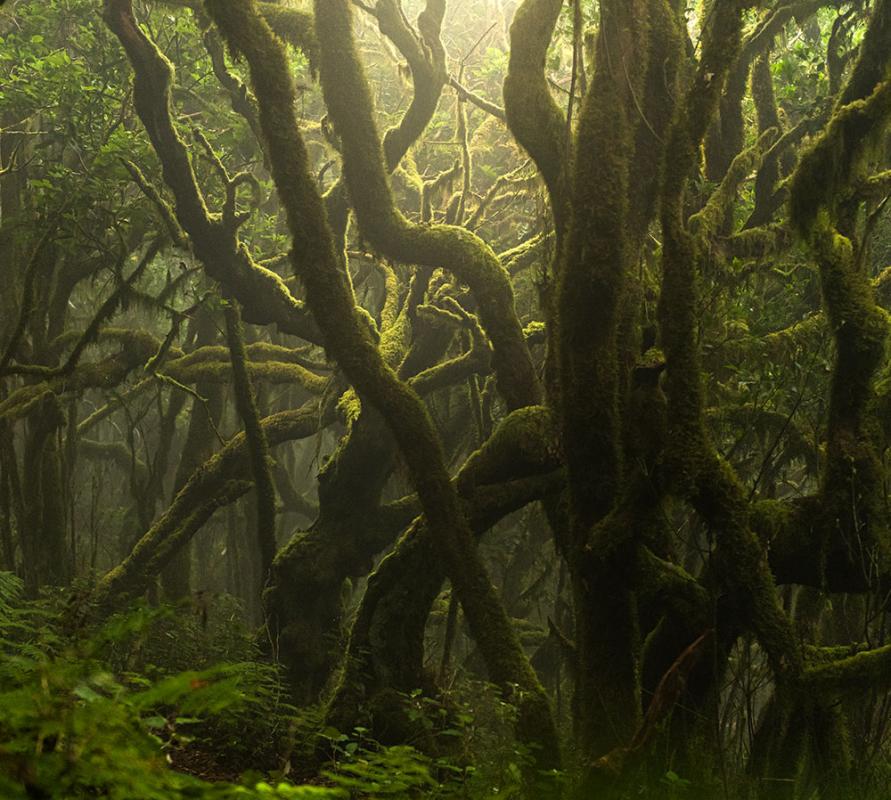 Parque Nacional del Garajonay