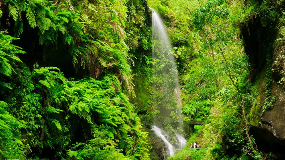 Bosque de Los Tilos