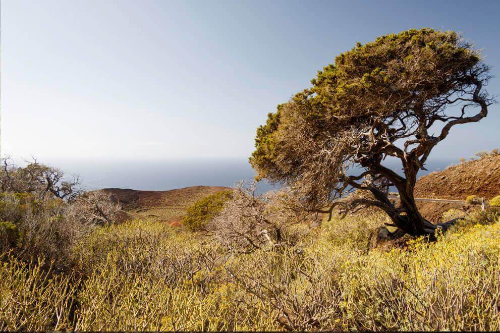 El Sabinar. El Hierro.