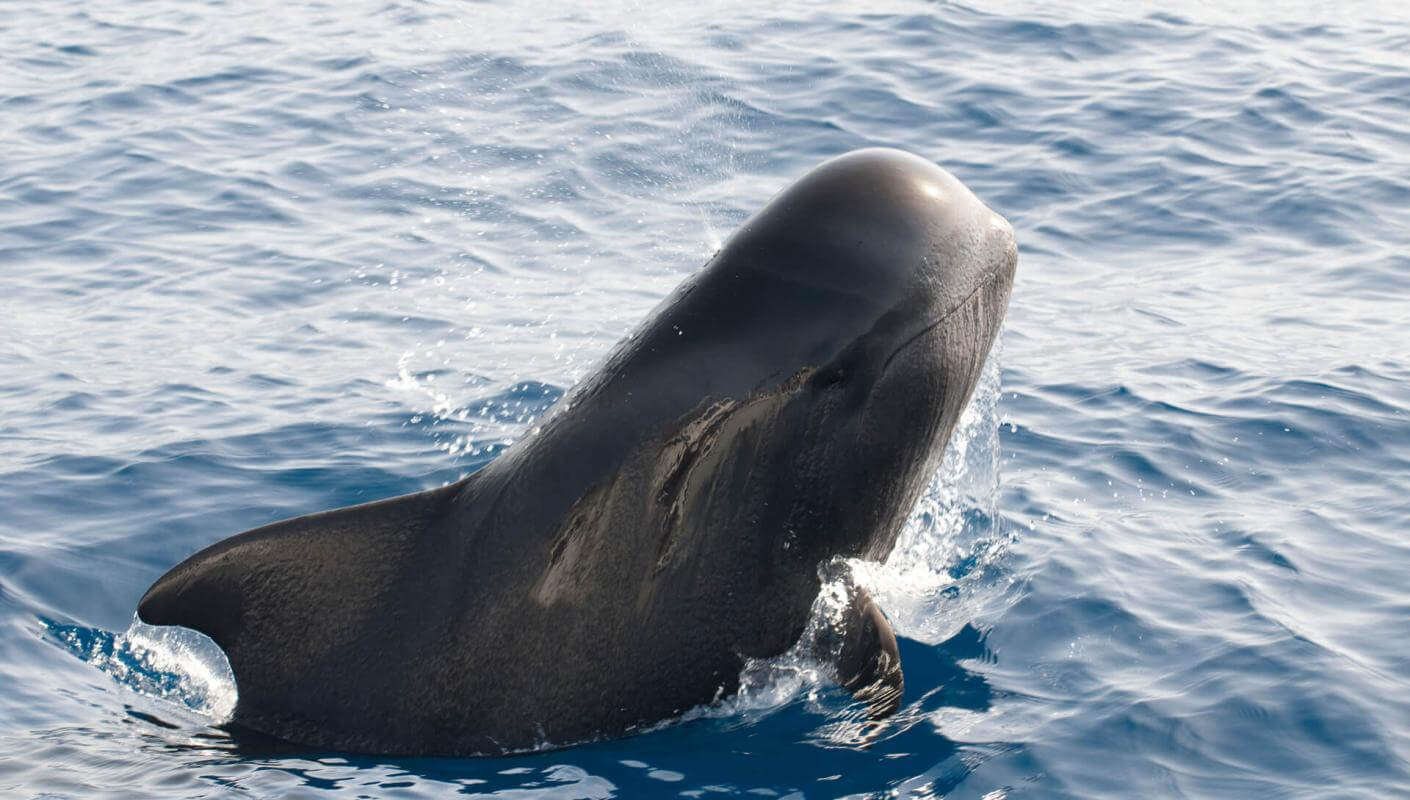 Calderón gris (tropisk hval med store finner) bryder havoverfladen, med en del af kroppen over vandet.