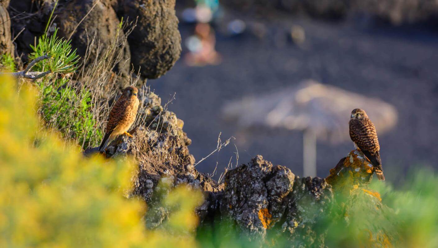 To fugle, der sidder på vulkanske klipper ved Charco Verde, med vegetation og en sløret strand i baggrunden.