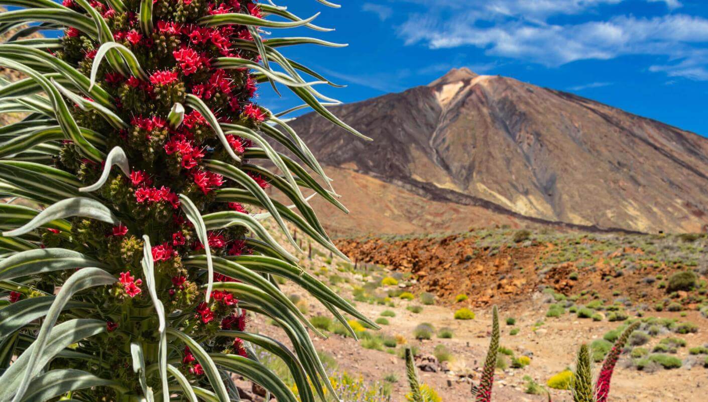Tajinaste rojo (endemisk busk på el Teide), med vulkansk landskab og tinden i baggrunden under en blå himmel.