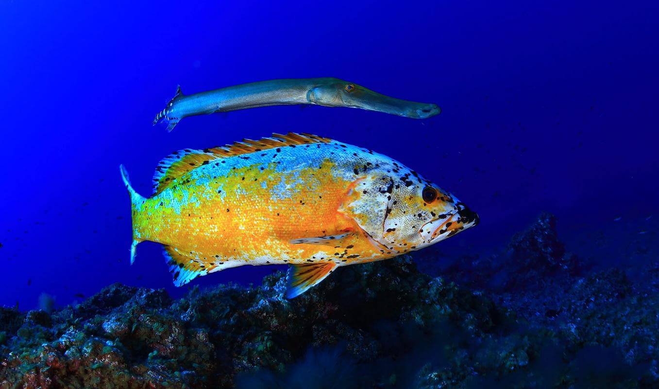 Bucear en Punta Restinga, en El Hierro