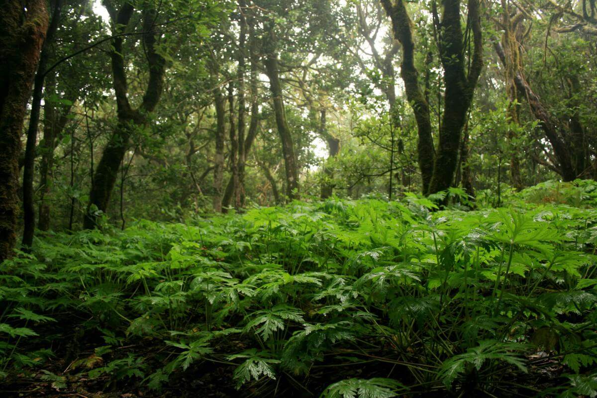 Anaga, una excursión para amantes de la naturaleza - galeria3