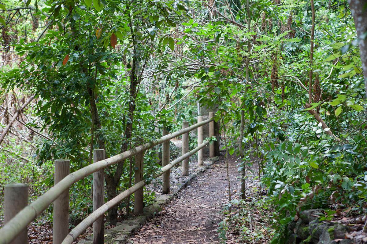 Bosque de Los Tilos, en La Palma