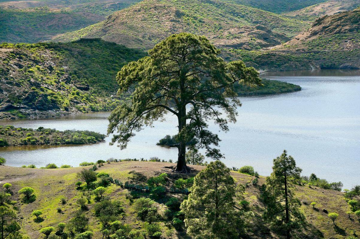 Presa de Las Niñas Espacios naturales de Gran Canaria