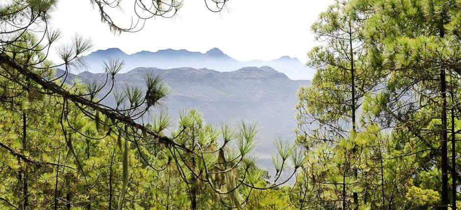 Tamadaba-Bajada de Faneque + Vandreruter på Gran Canaria