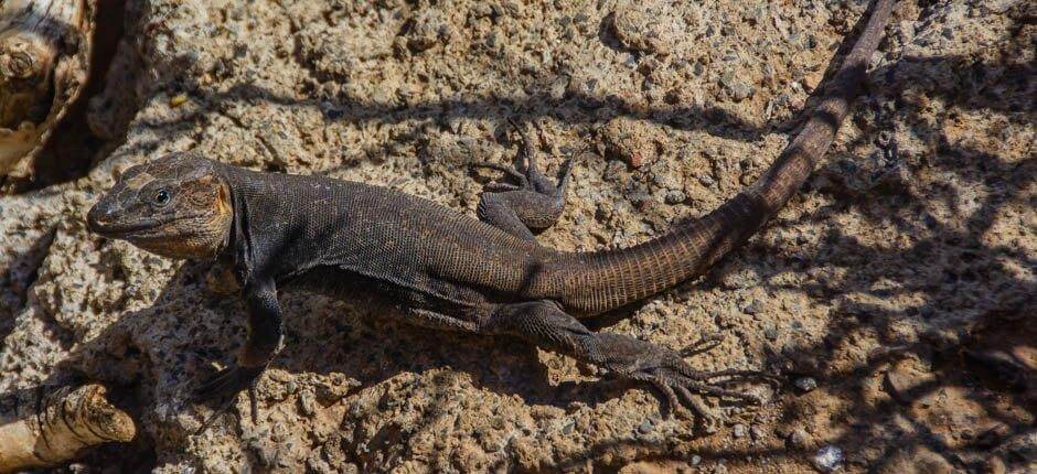 Cenobio de Valerón seværdigheder på Gran Canaria