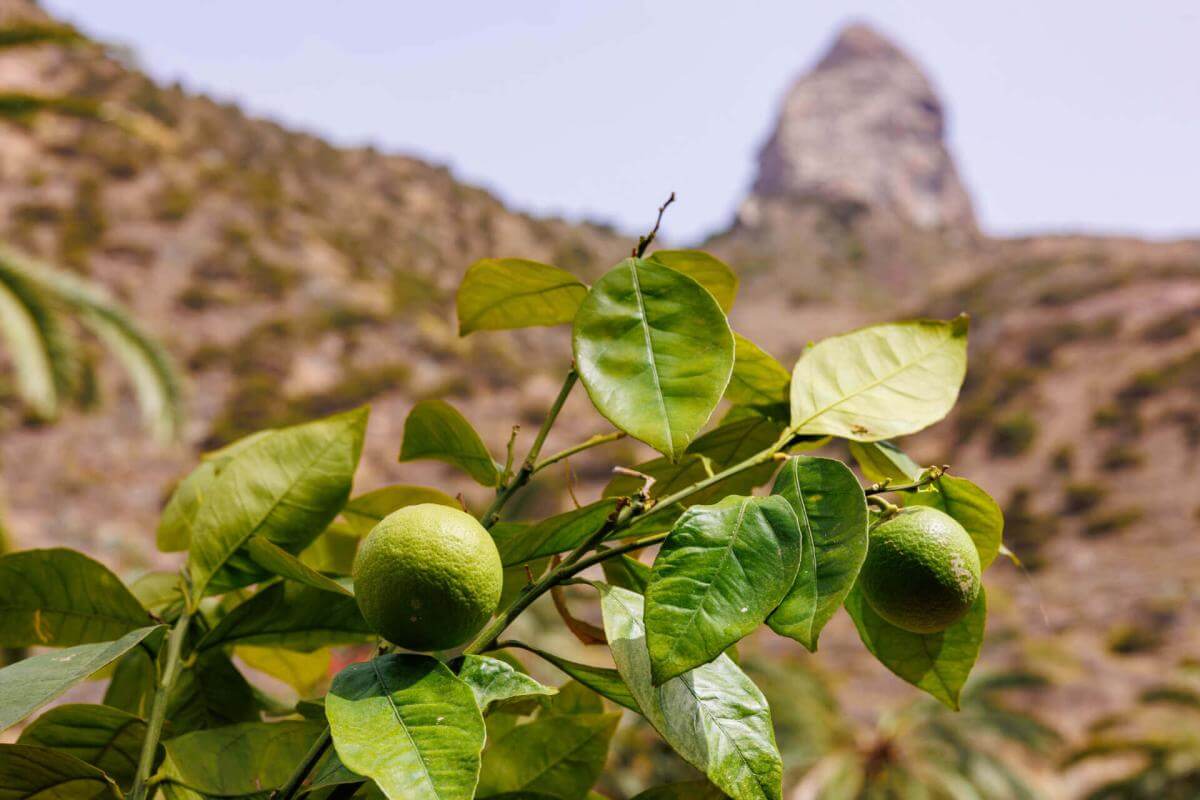 Jardín Botánico del Descubrimiento de Vallehermoso