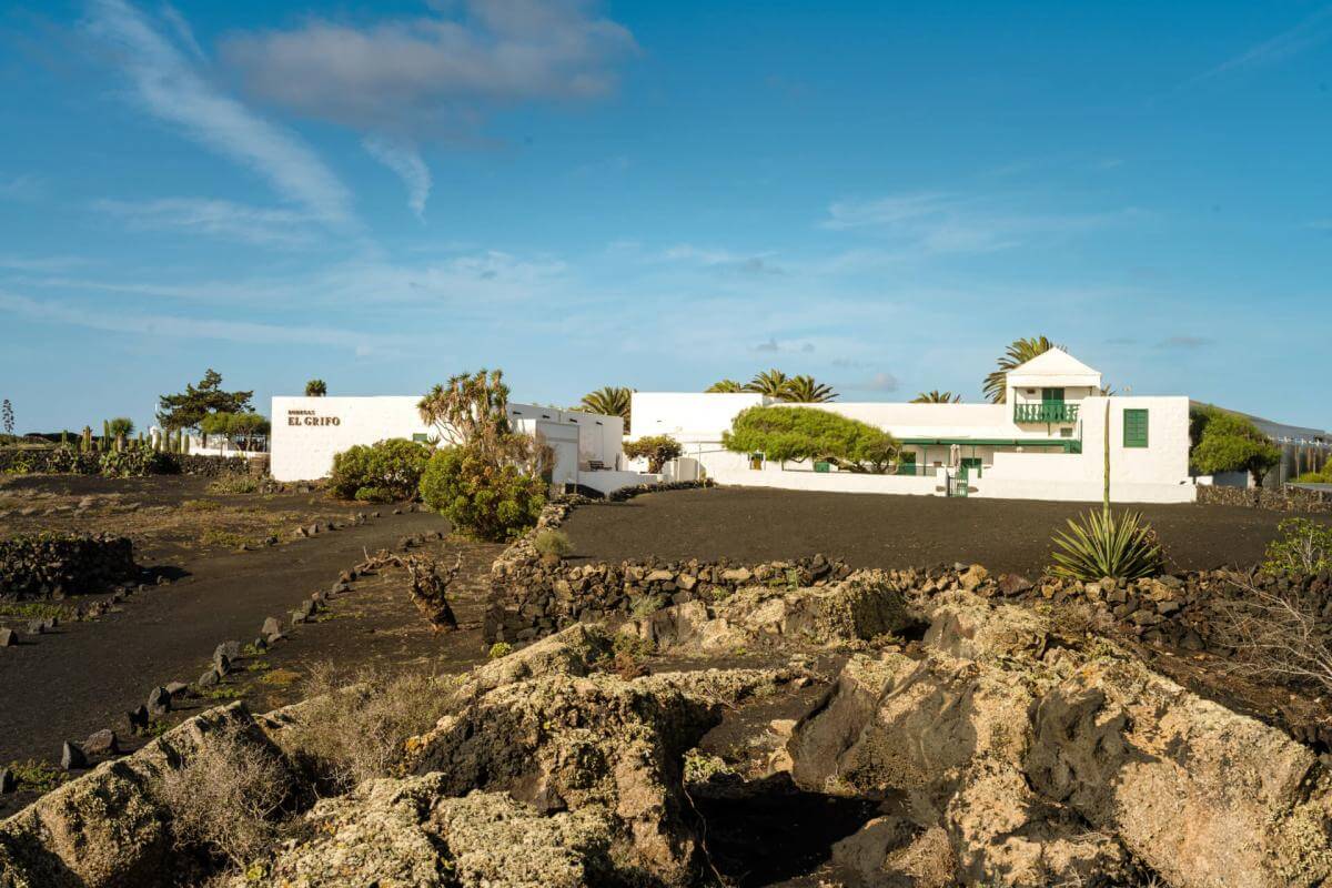 Museo del Vino El Grifo