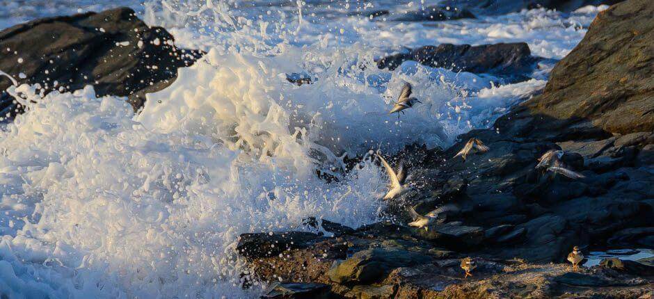 Los Charcones. Piscinas naturales de Gran Canaria