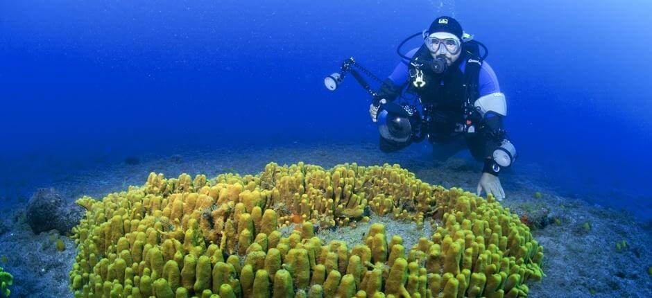 Bucear en Risco Verde, en Gran Canaria