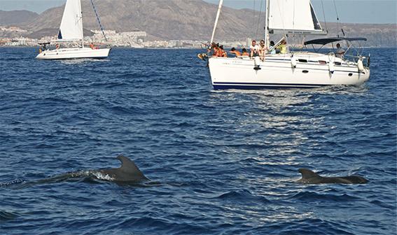 Observación de cetáceos desde Puerto Colón