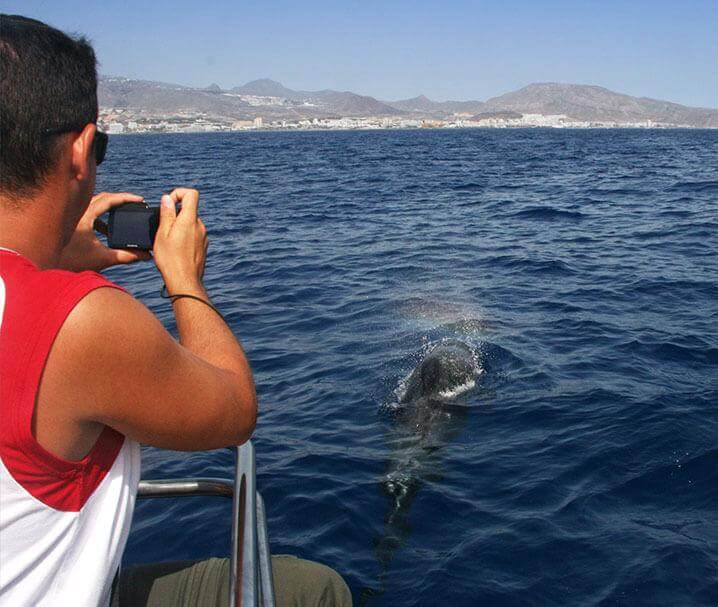 Avistamiento de cetáceos en Los Cristianos. Tenerife