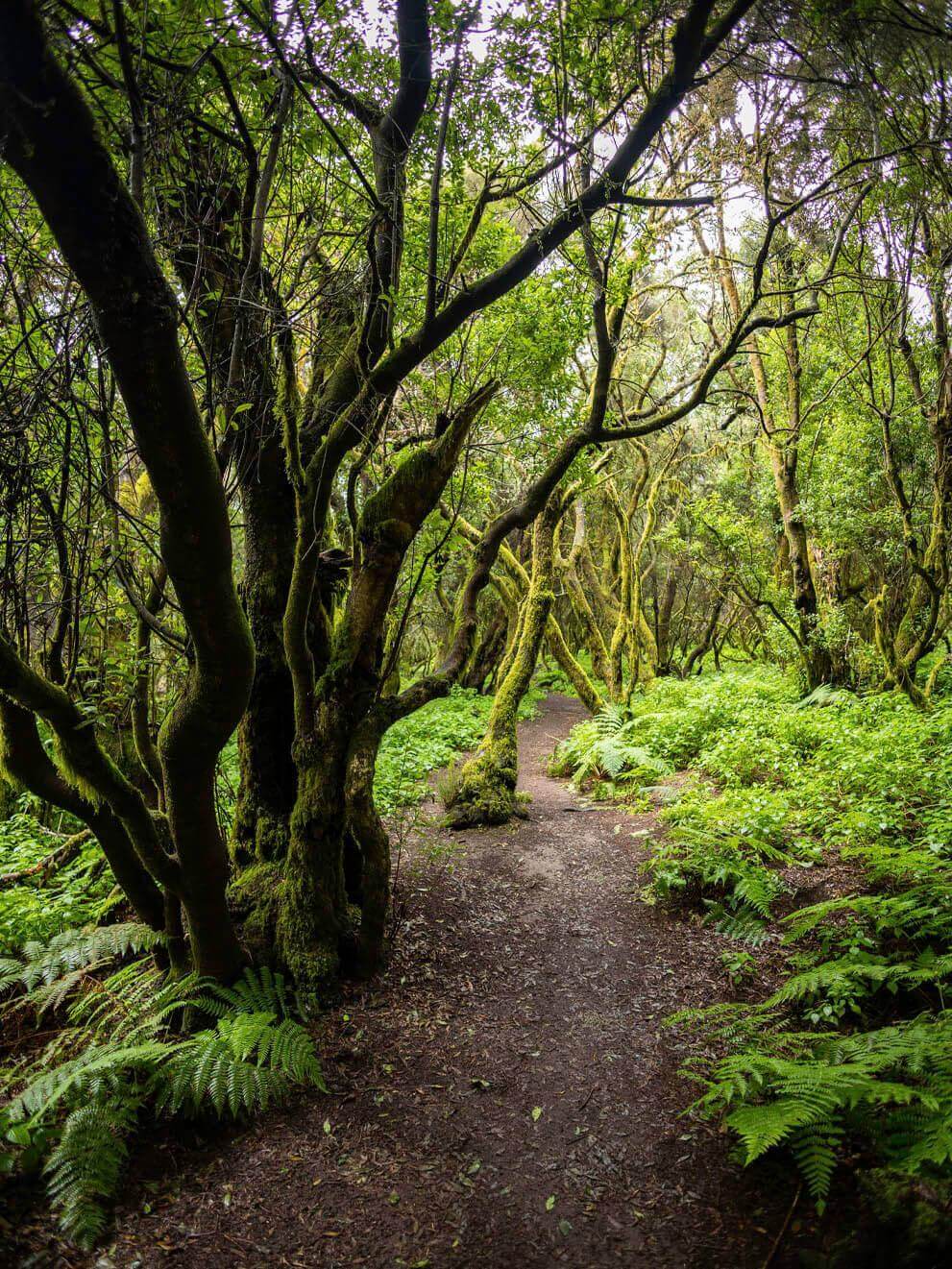 Sendero de La Llanía. El Hierro.