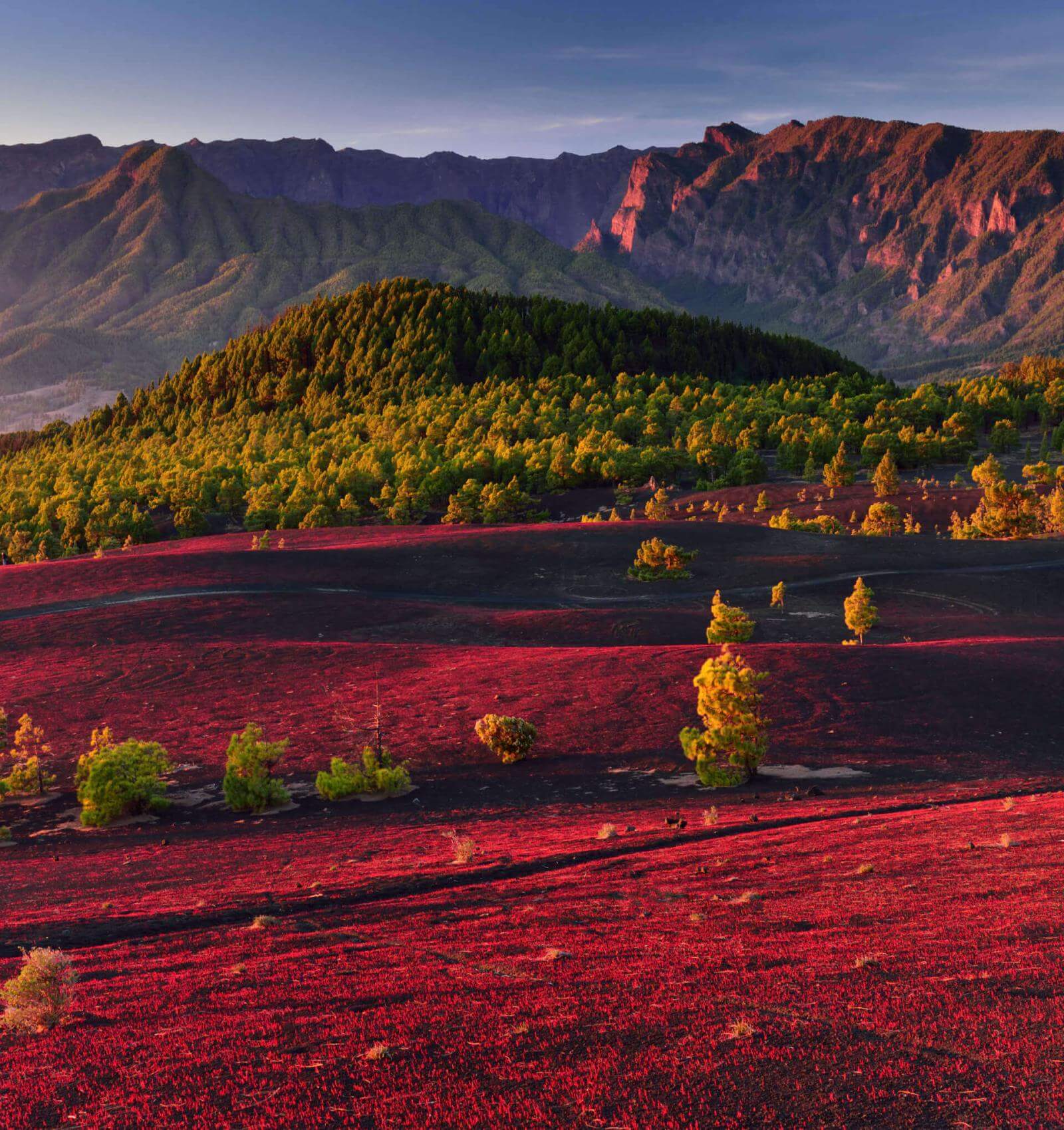 Llanos del Jable på La Palma, med en rødlig vulkansk slette, kanarisk fyrreskov og bjerge i baggrunden.