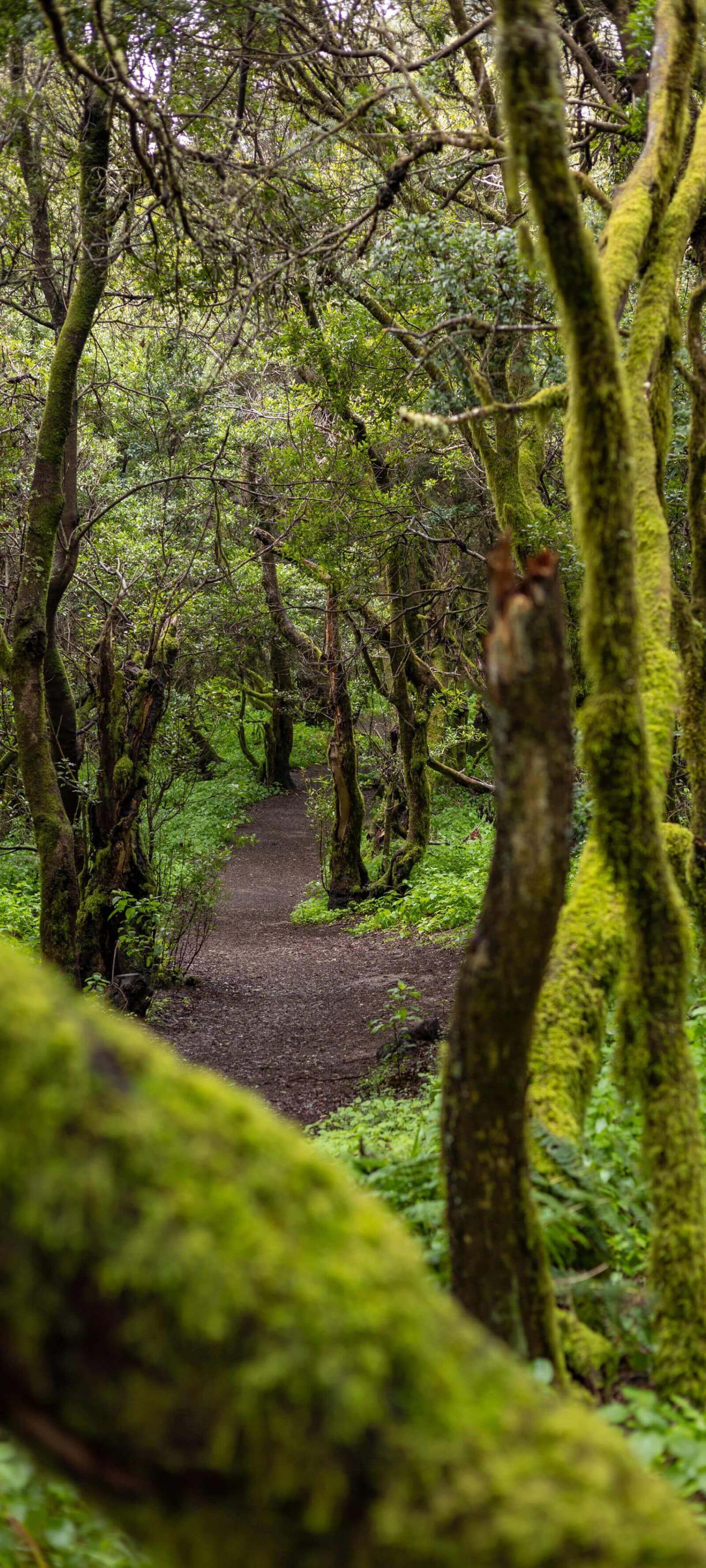 Stien La Llanía på El Hierro går gennem en frodig laurbærskov med stammer dækket af mos.