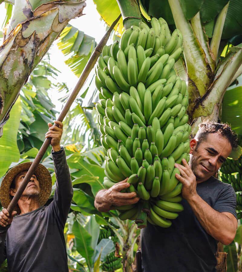 Banantræer. La Palma.