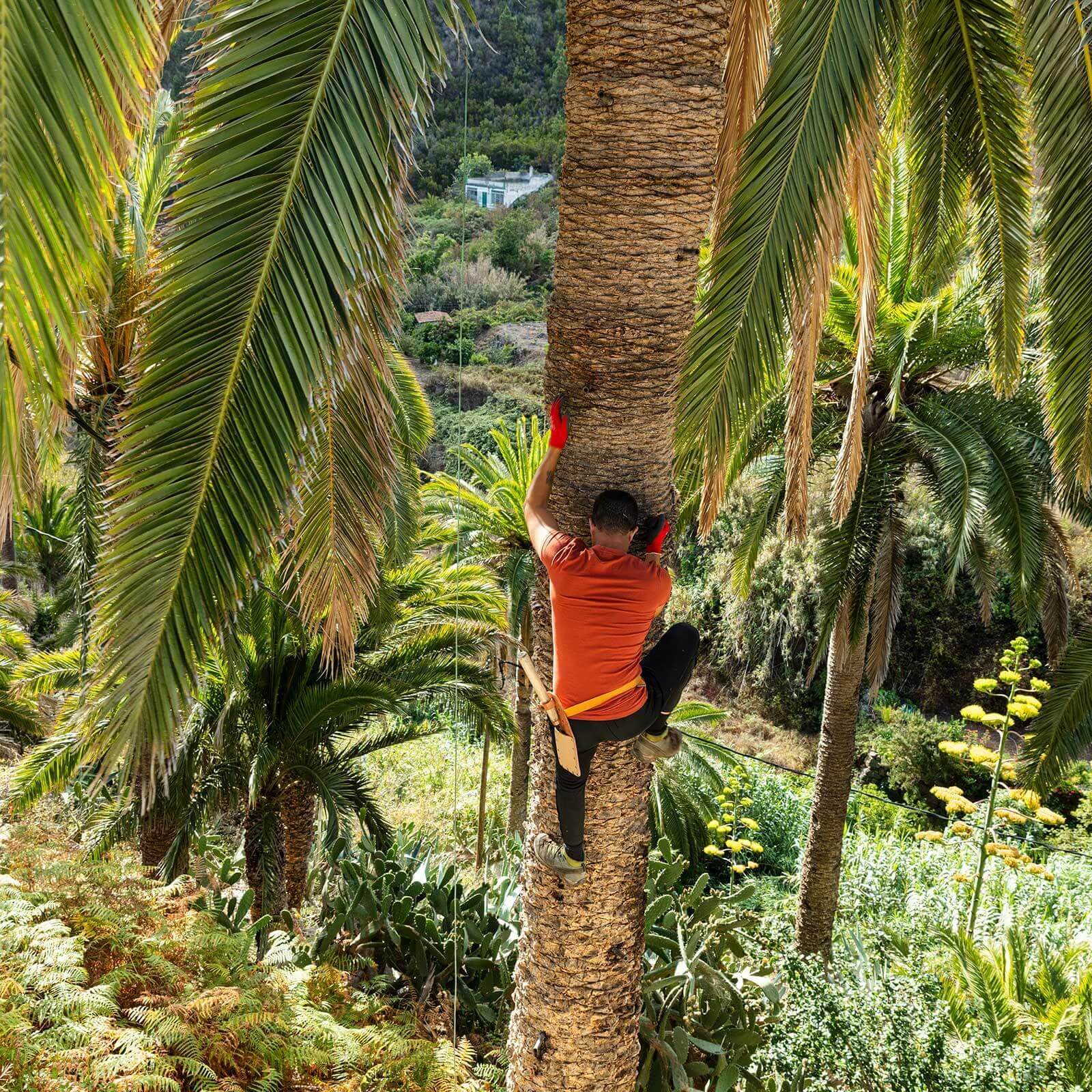 Kanariske palme. "Palmehonning"