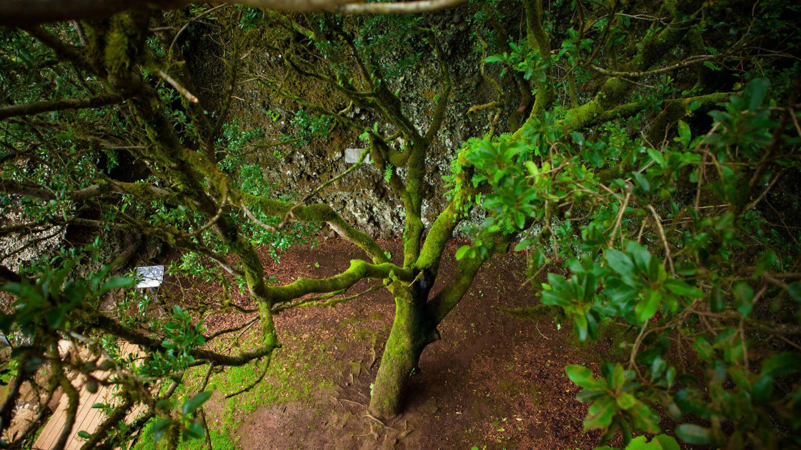 Árbol Garoé. El Hierro.