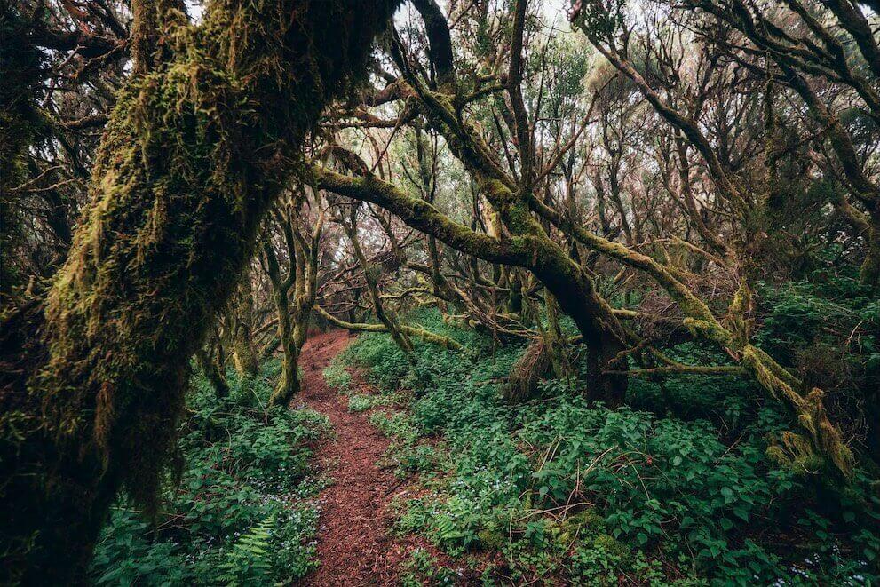Reserva Natural Integral de Mencáfete. El Hierro.