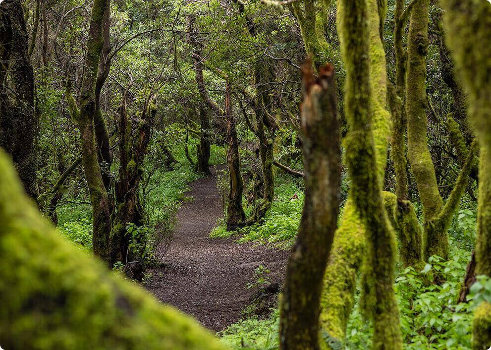 Stien La Llanía på El Hierro går gennem en frodig laurbærskov med stammer dækket af mos.