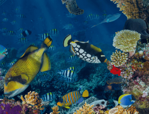 carnaval_losgigantes_2026