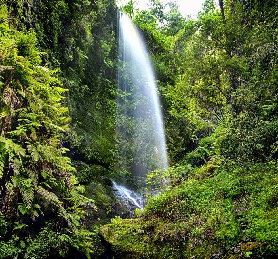 Bosque de Los Tilos