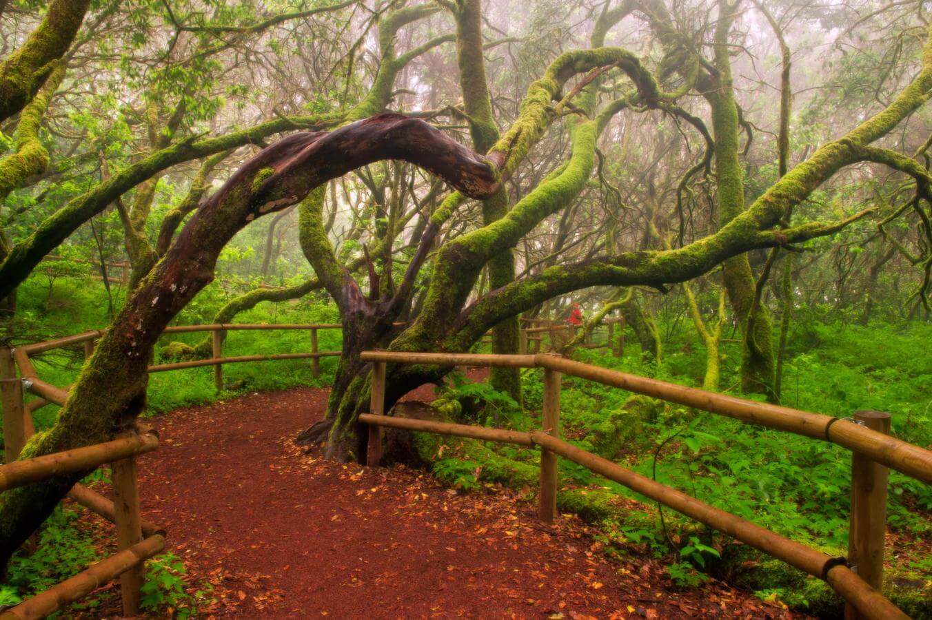 Bosque-del-Cedro-Parque-Nacional-de-Garajonay-La-Gomera