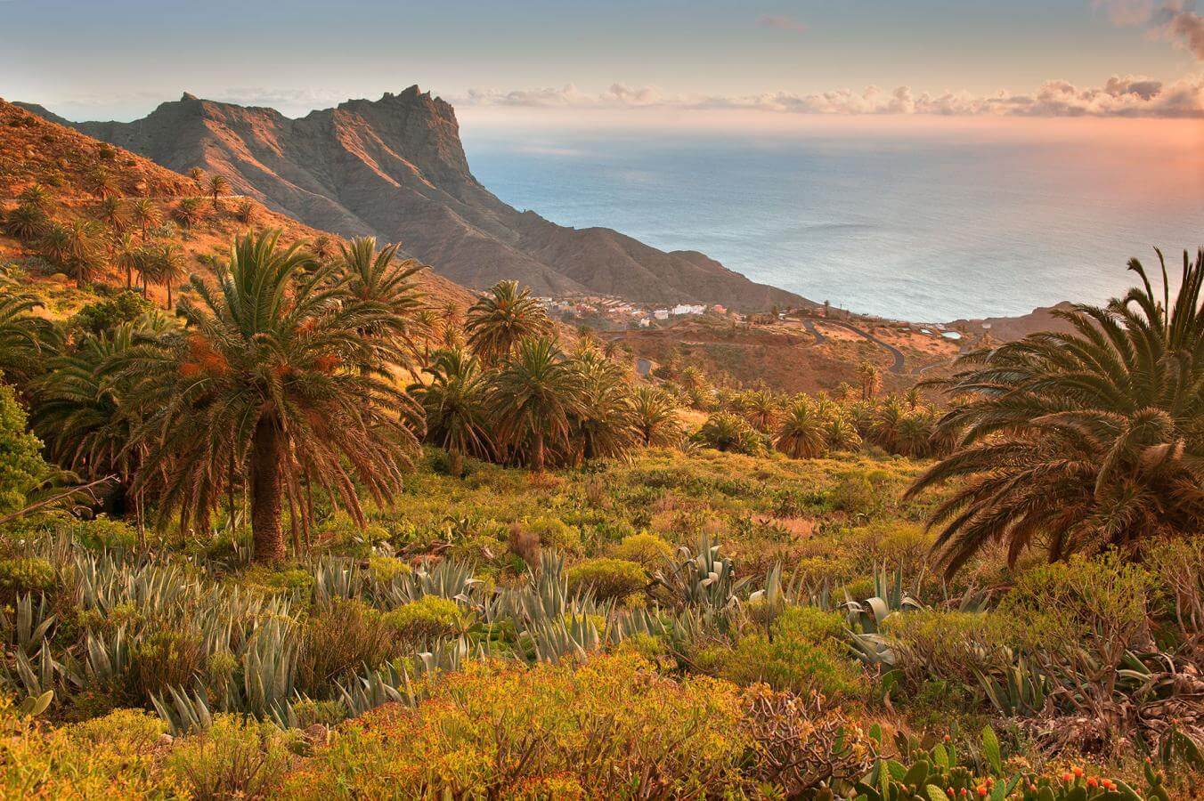 Palmeral en La Gomera