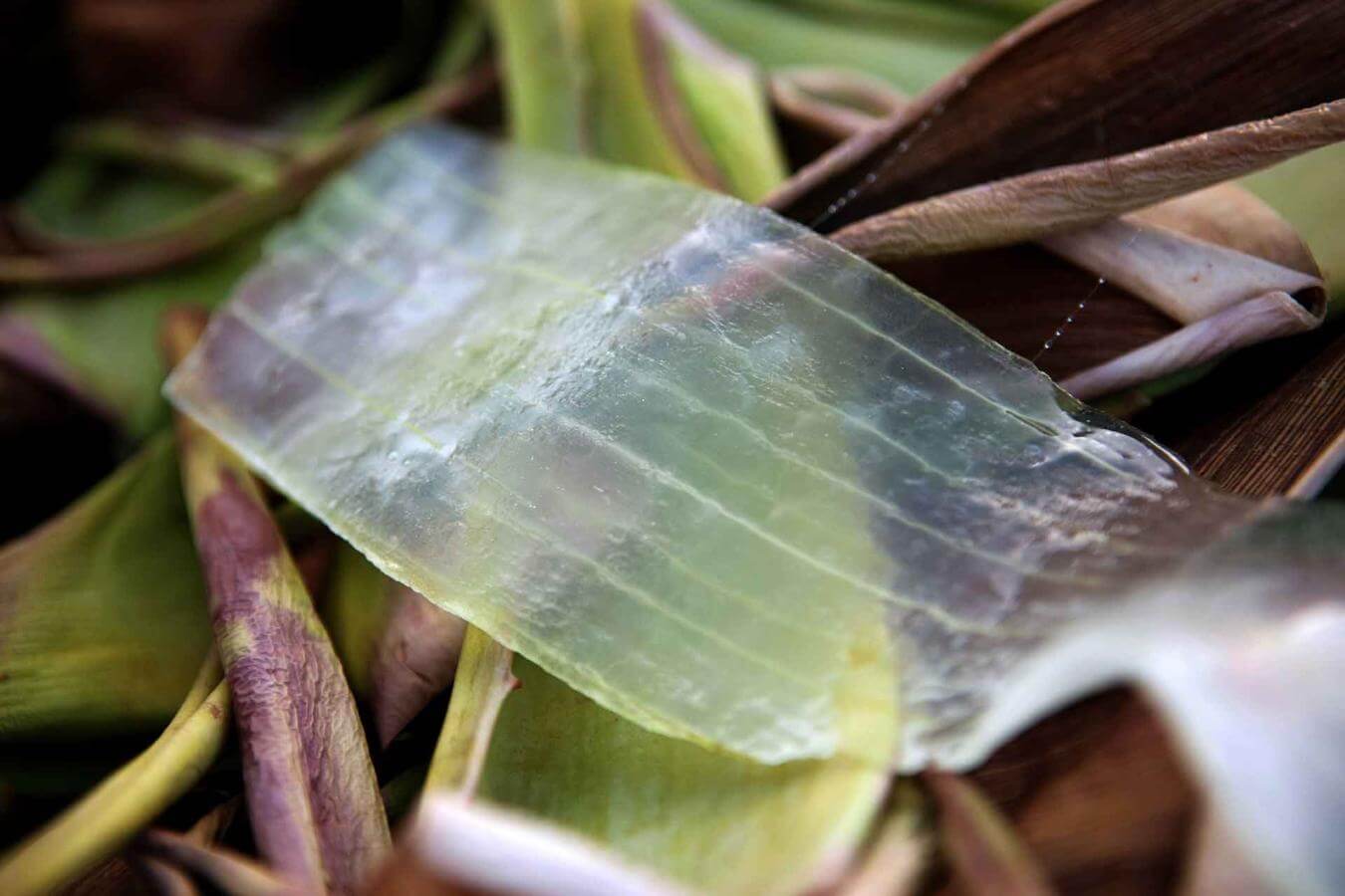 Aloe