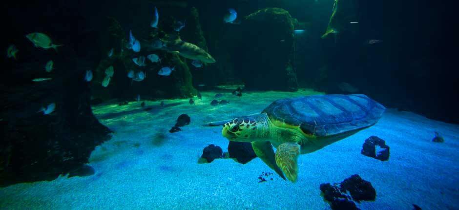 Aquarium Acuarios de Lanzarote