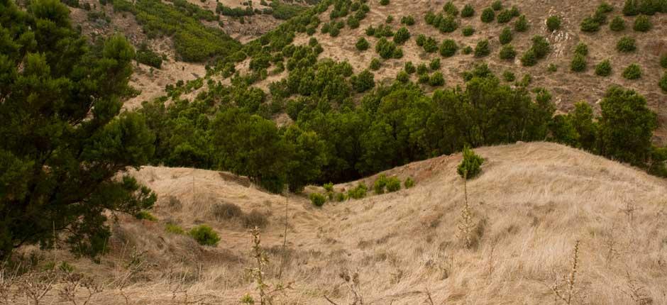 Garoé-træet, på El Hierro