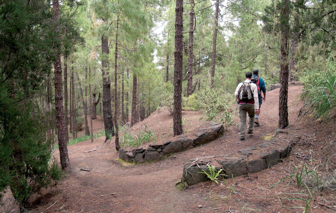 Tamadaba-Bajada de Faneque. Senderos de Gran Canaria