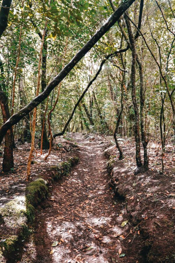 Parque Nacional de Garajonay