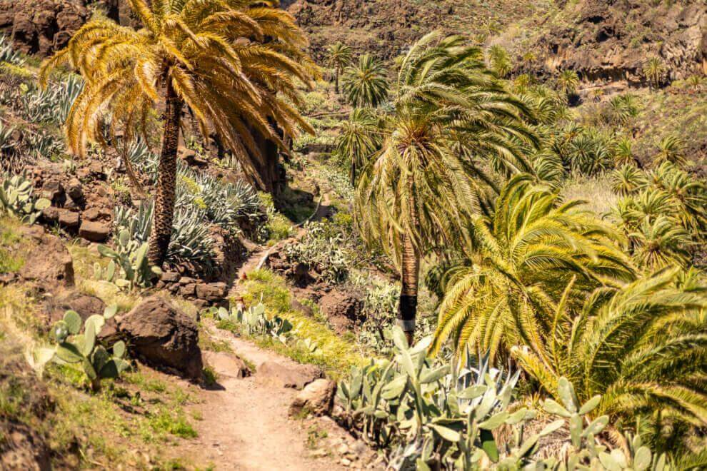 Sendero a la cascada en el barranco de Arure