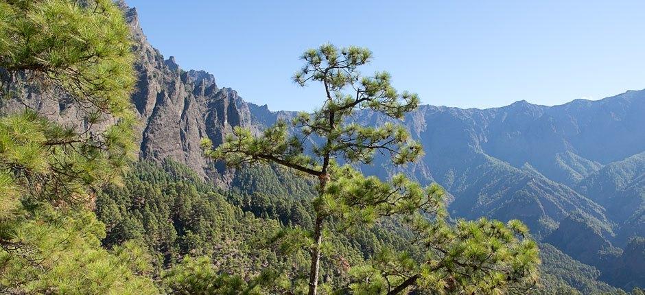 Caldera de Taburiente + Vandreruter på La Palma