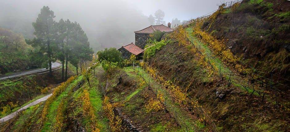 Las Tricias caseríos de La Palma