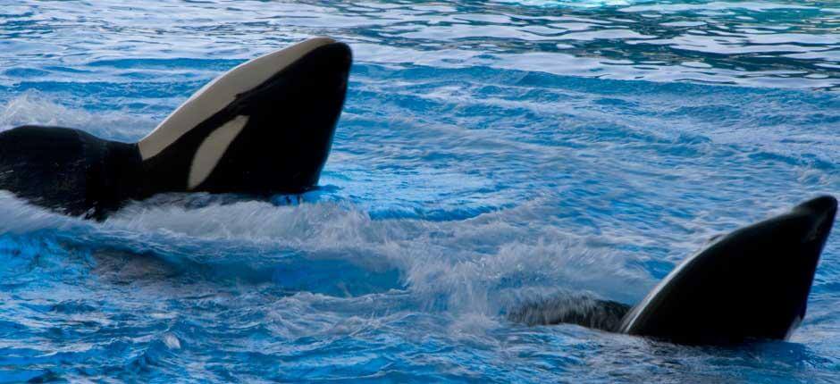 Loro Parque Zoológicos de Tenerife