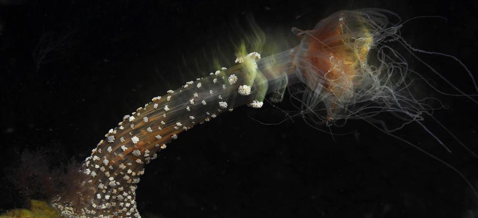 Bucear en el muelle de La Restinga de El Hierro