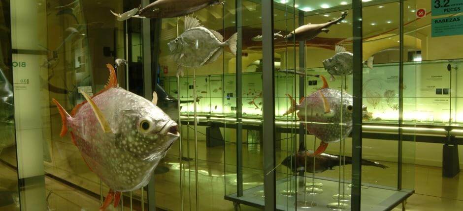MUNA – Natur- og arkæologimuseum