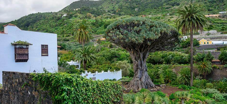Parque del Drago Milenario Museer og turistcentre på Tenerife